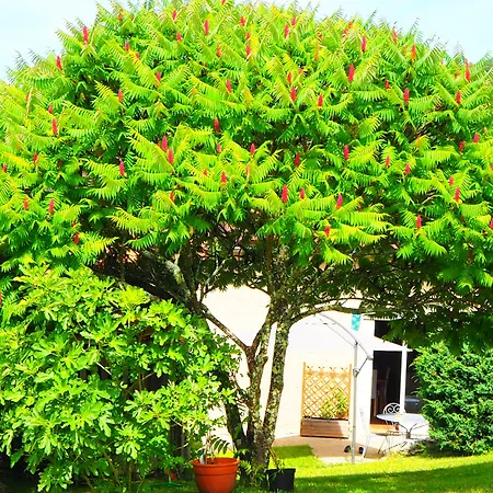 La Belle Verte לינה וארוחת בוקר Grignols (Dordogne)