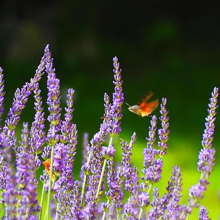 La Belle Verte לינה וארוחת בוקר 3*