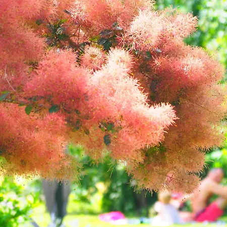 לינה וארוחת בוקר La Belle Verte 3*