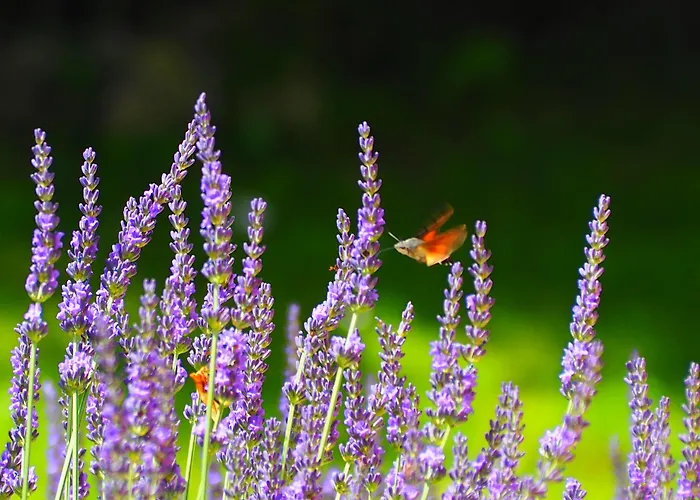 La Belle Verte Bed and breakfast