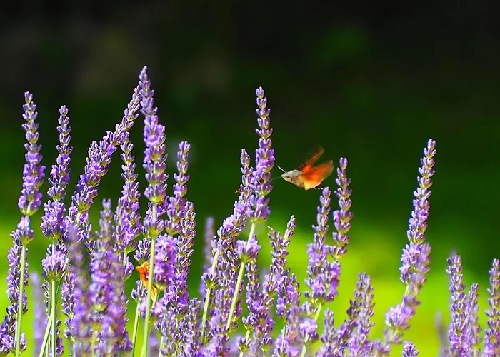 La Belle Verte Отель типа 